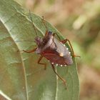 Rotbeinige Baumwanze (Pentatoma rufipes) - beim Heckenschneiden entdeckt