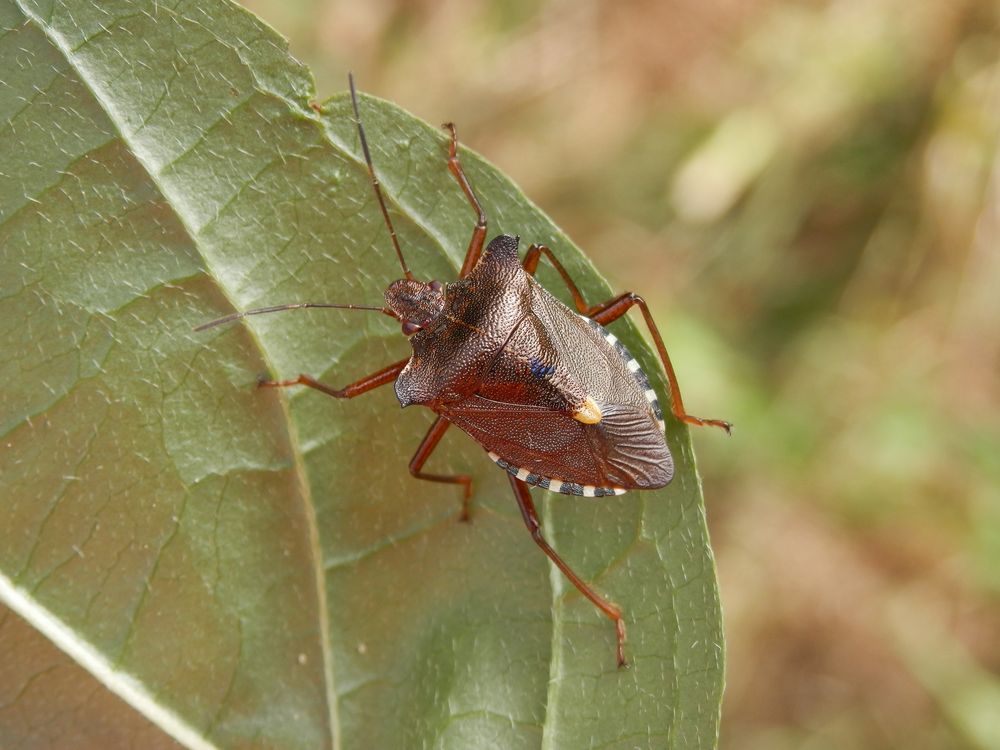 Rotbeinige Baumwanze (Pentatoma rufipes) - beim Heckenschneiden entdeckt