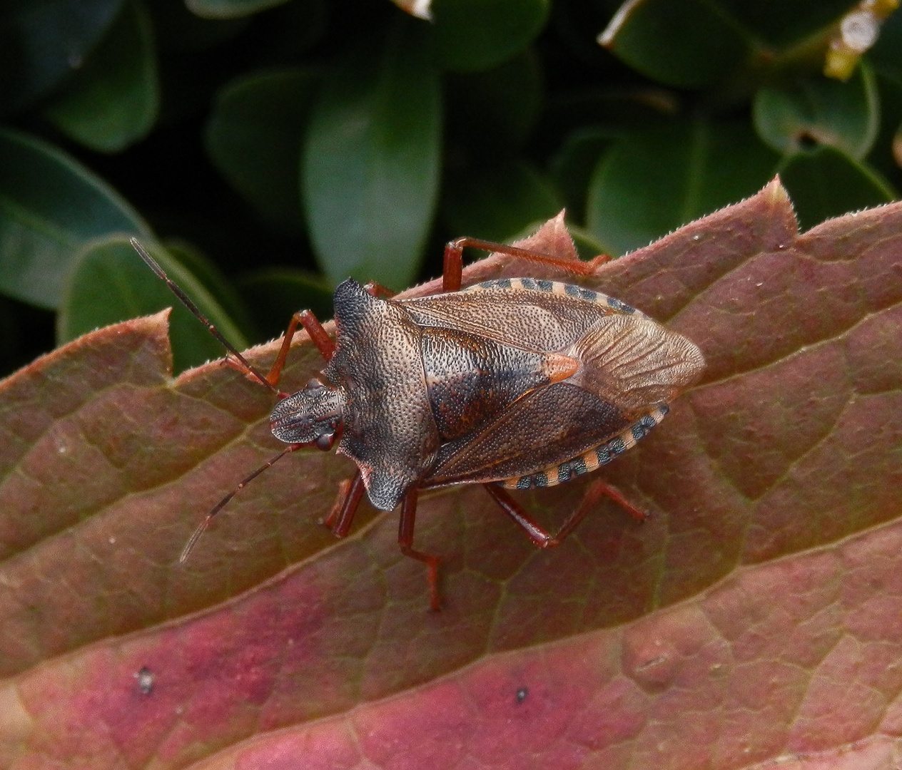 Rotbeinige Baumwanze (Pentatoma rufipes)