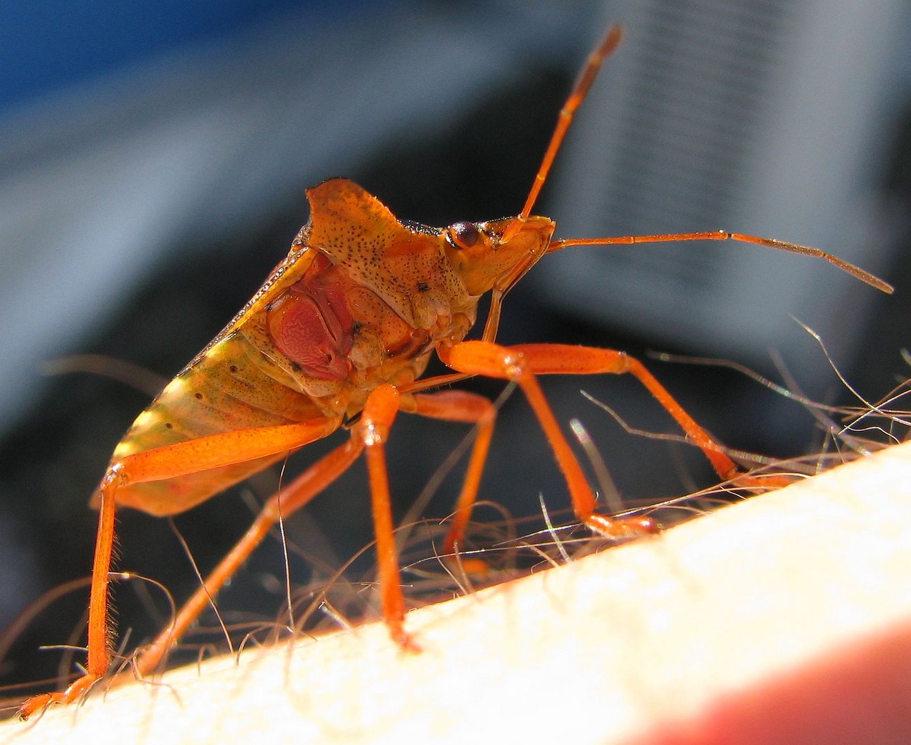 Rotbeinige Baumwanze (Pentatoma rufipes)