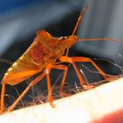 Rotbeinige Baumwanze (Pentatoma rufipes)