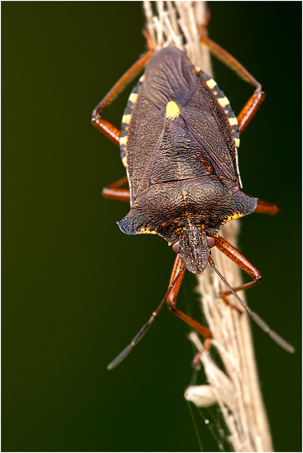 Rotbeinige Baumwanze Pentatoma rufipes -> Danke Dietrich Werner