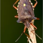 Rotbeinige Baumwanze Pentatoma rufipes -> Danke Dietrich Werner