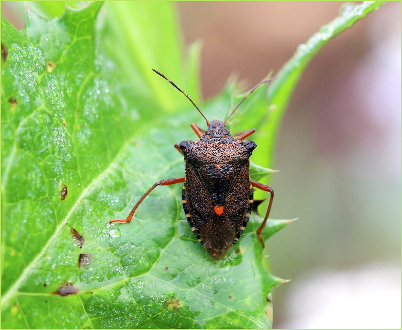 Rotbeinige Baumwanze (Pentatoma rufipes)...