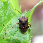 Rotbeinige Baumwanze (Pentatoma rufipes)...