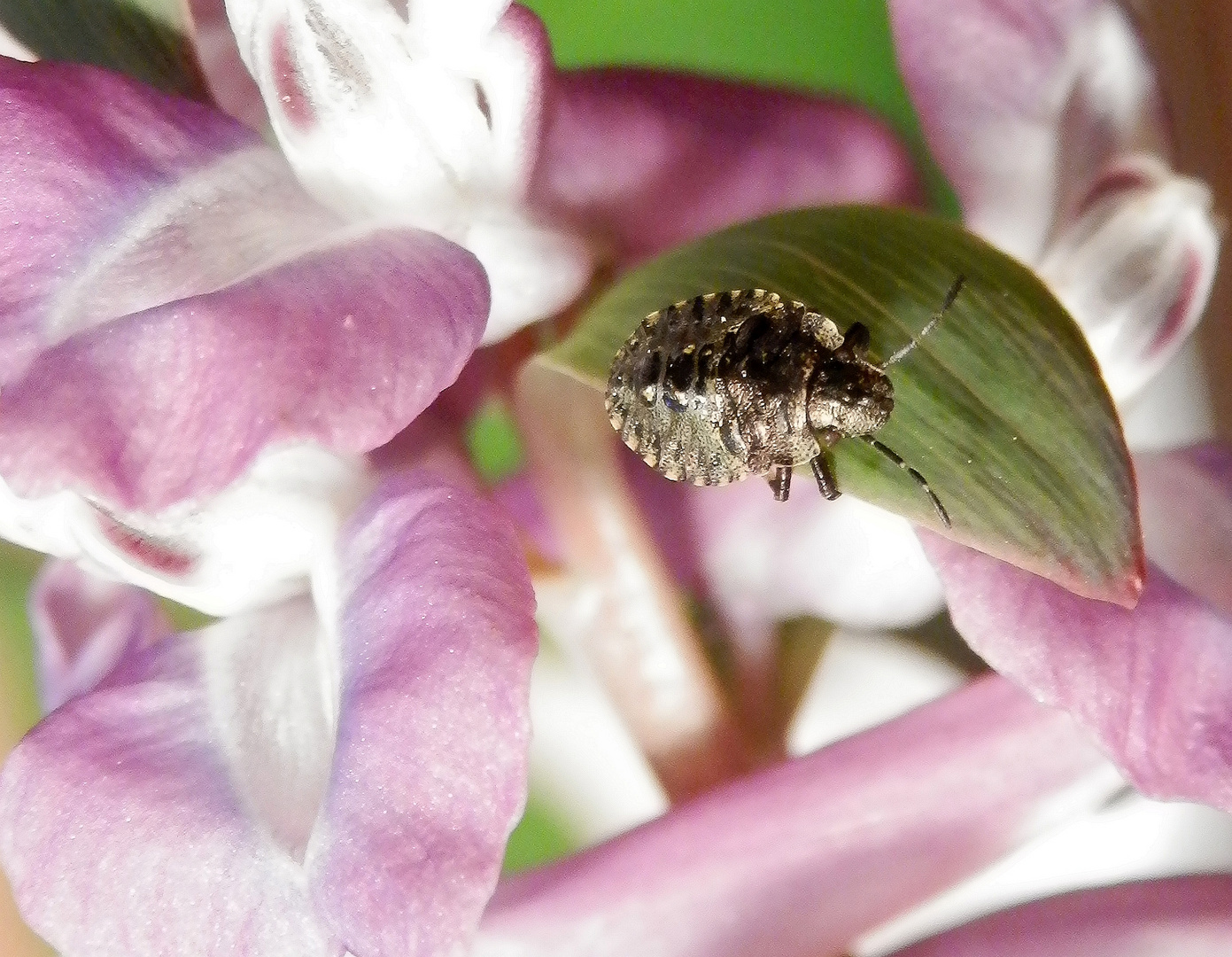 Rotbeinige Baumwanze (Pentatoma rufipes) - Drittes Larvenstadium