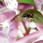 Rotbeinige Baumwanze (Pentatoma rufipes) - Drittes Larvenstadium