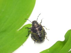 Rotbeinige Baumwanze (Pentatoma rufipes) - Drittes Larvenstadium