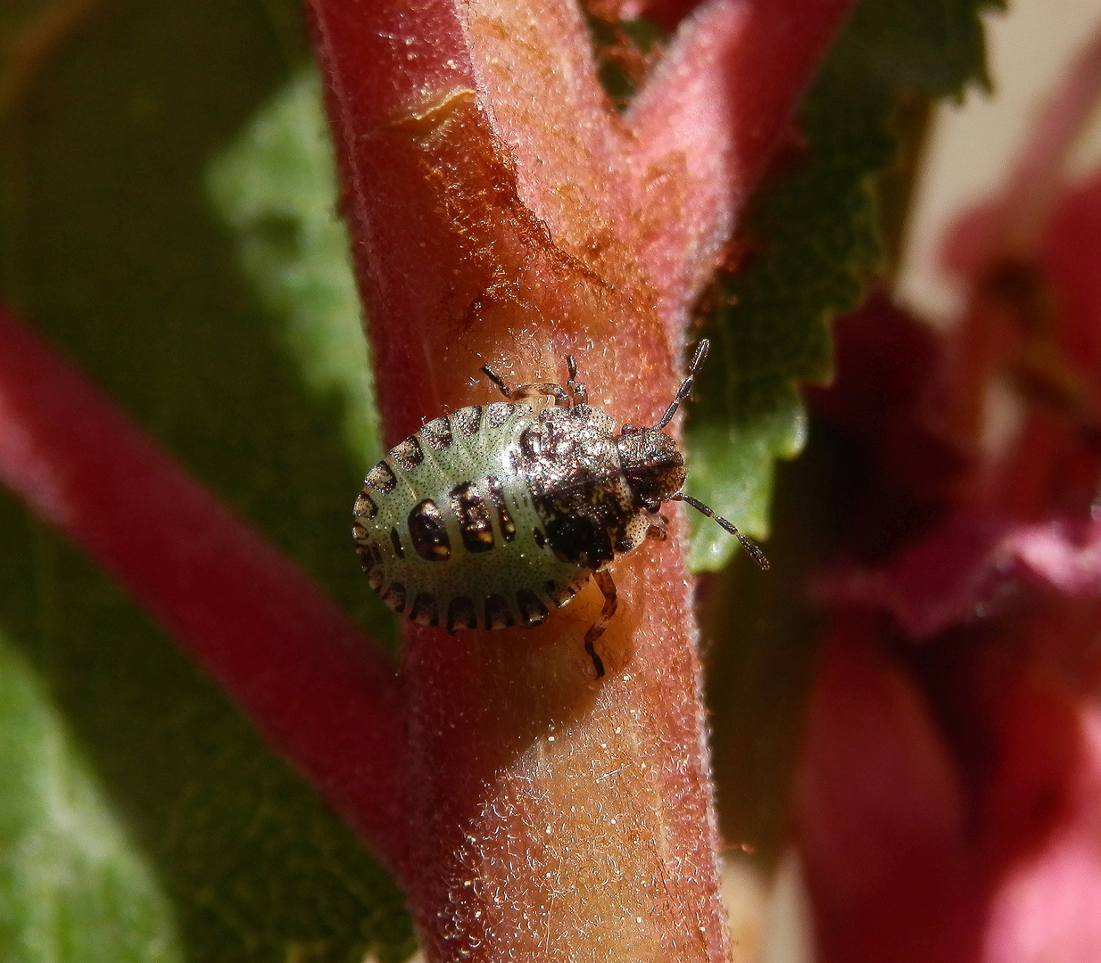 Rotbeinige Baumwanze (Pentatoma rufipes) - drittes Larvenstadium