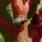 Rotbeinige Baumwanze (Pentatoma rufipes) - drittes Larvenstadium