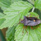 Rotbeinige Baumwanze (Pentatoma rufipes)