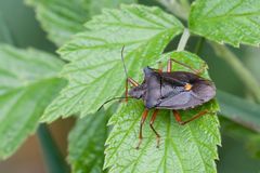 Rotbeinige Baumwanze (Pentatoma rufipes)