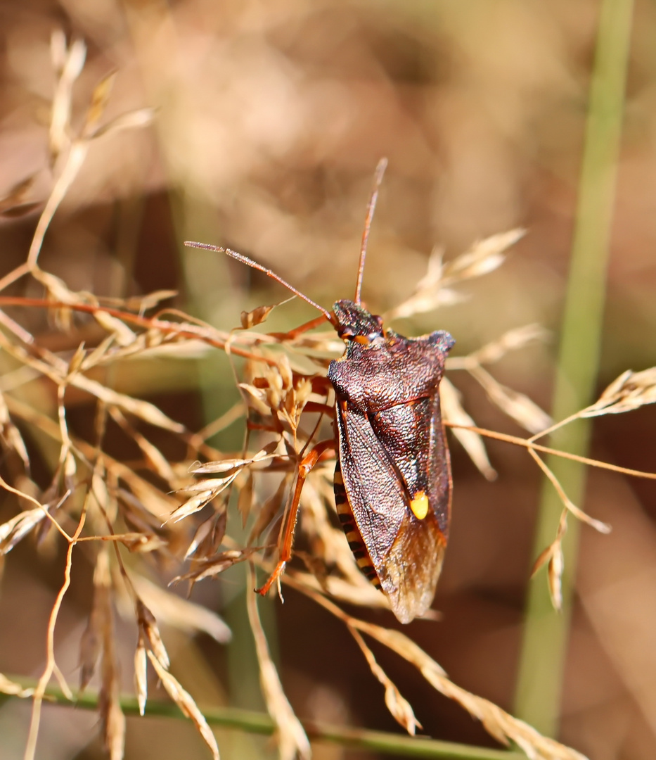 Rotbeinige Baumwanze (Pentatoma rufipes)