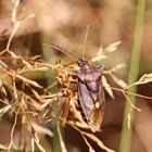 Rotbeinige Baumwanze (Pentatoma rufipes)