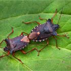 Rotbeinige Baumwanze (Pentatoma rufipes) 