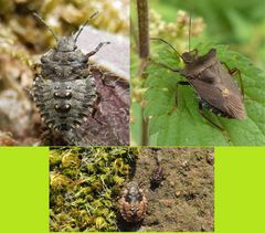 Rotbeinige Baumwanze (Pentatoma rufipes) - Jung und alt