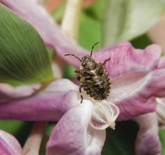 Rotbeinige Baumwanze (Pentatoma rufipes) - L3-Larvenstadium