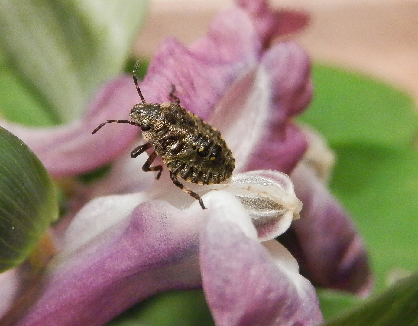 Rotbeinige Baumwanze (Pentatoma rufipes) - L3-Larvenstadium