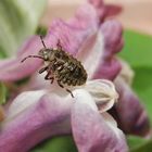 Rotbeinige Baumwanze (Pentatoma rufipes) - L3-Larvenstadium