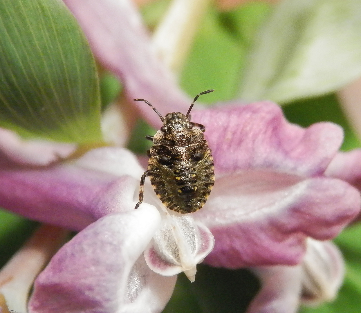 Rotbeinige Baumwanze (Pentatoma rufipes) - L3-Larvenstadium