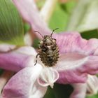 Rotbeinige Baumwanze (Pentatoma rufipes) - L3-Larvenstadium