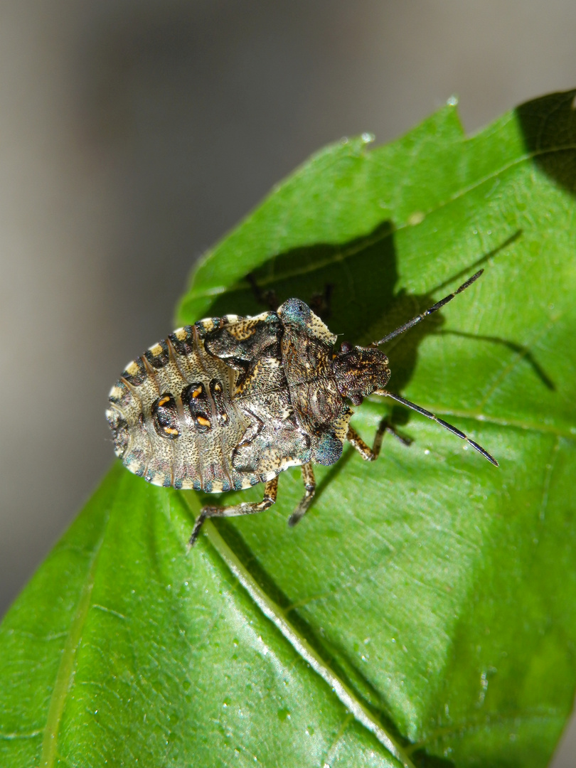 Rotbeinige Baumwanze (Pentatoma rufipes) - L5 Larve