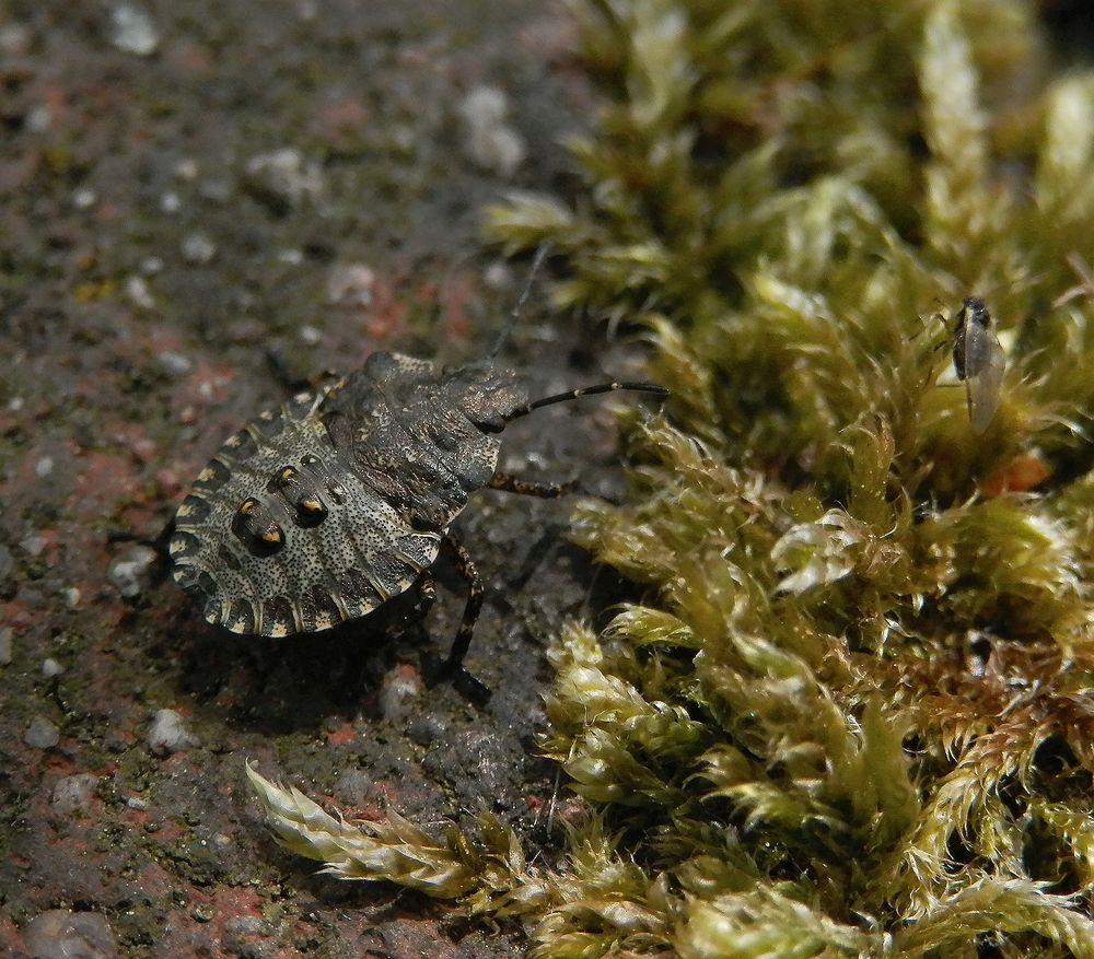 Rotbeinige Baumwanze (Pentatoma rufipes) - Larvenstadium L4