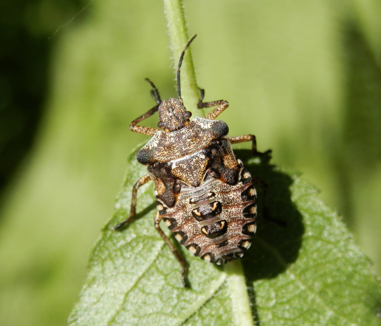 Rotbeinige Baumwanze (Pentatoma rufipes) - letztes Larvenstadium