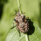 Rotbeinige Baumwanze (Pentatoma rufipes) - letztes Larvenstadium