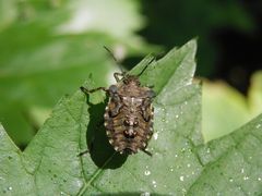 Rotbeinige Baumwanze (Pentatoma rufipes) - Nymphe L5