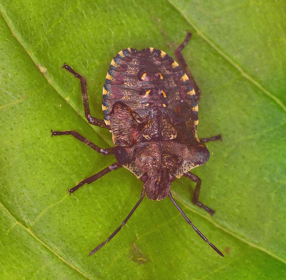 Rotbeinige Baumwanze (Pentatoma rufipes) - Nymphe L5