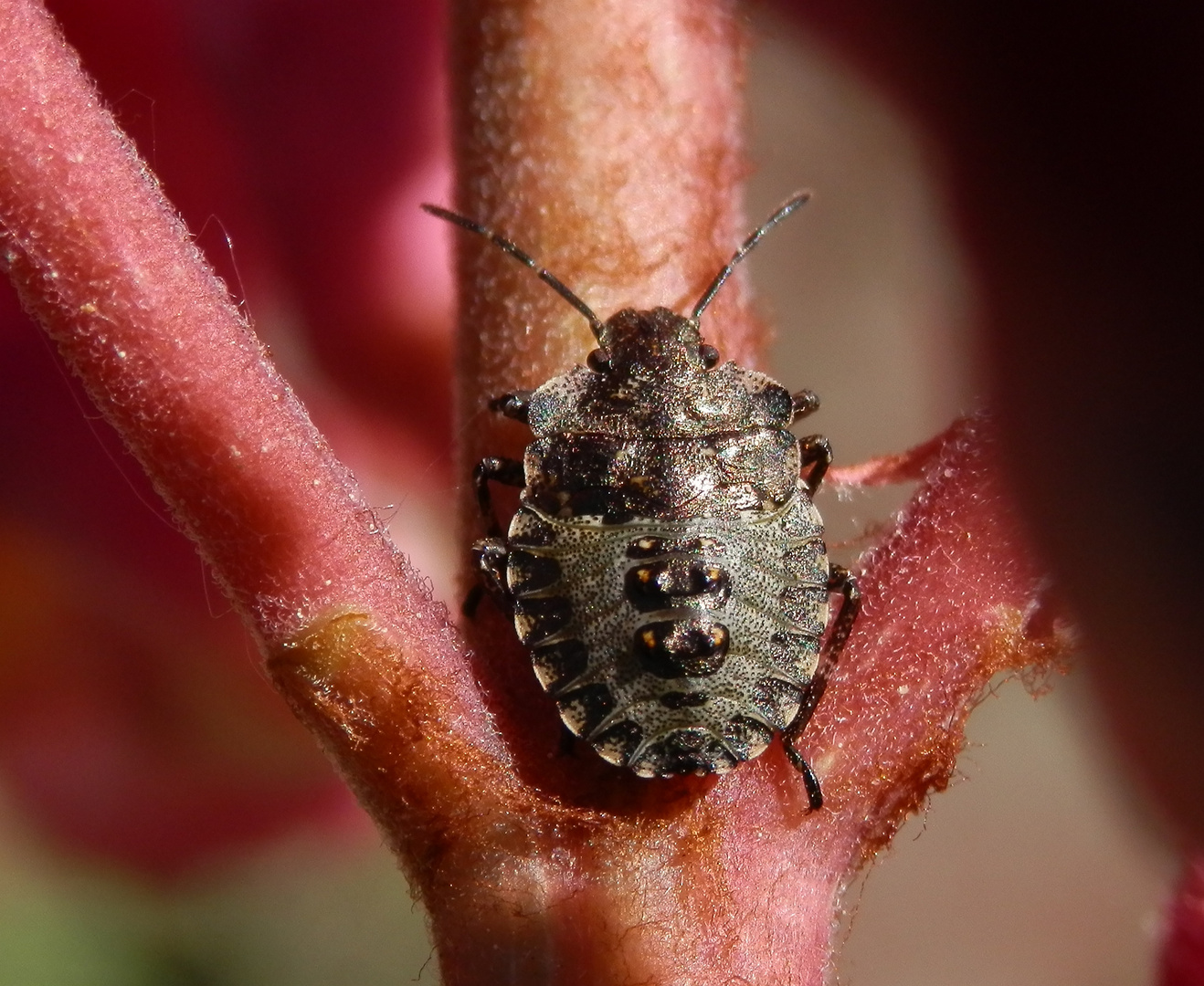 Rotbeinige Baumwanze (Pentatoma rufipes) - viertes Larvenstadium