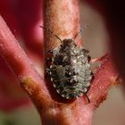 Rotbeinige Baumwanze (Pentatoma rufipes) - viertes Larvenstadium