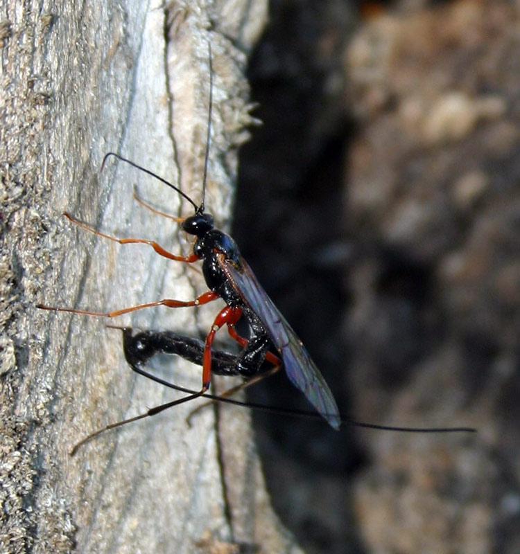 Rotbeinige Holzschlupfwespe 3