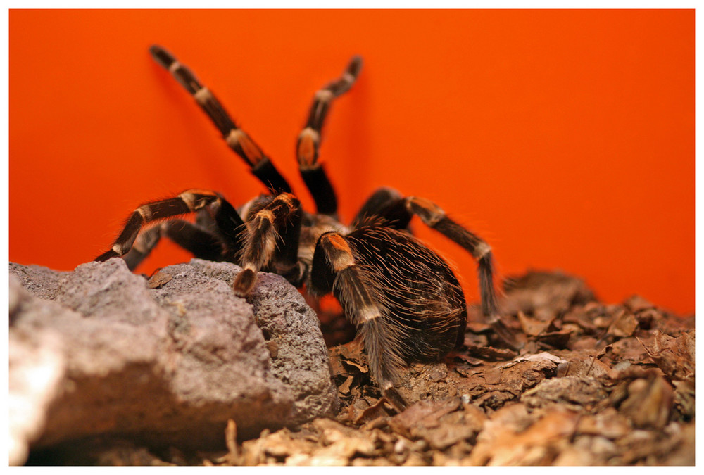 rotbeinige Vogelspinne in Aktion