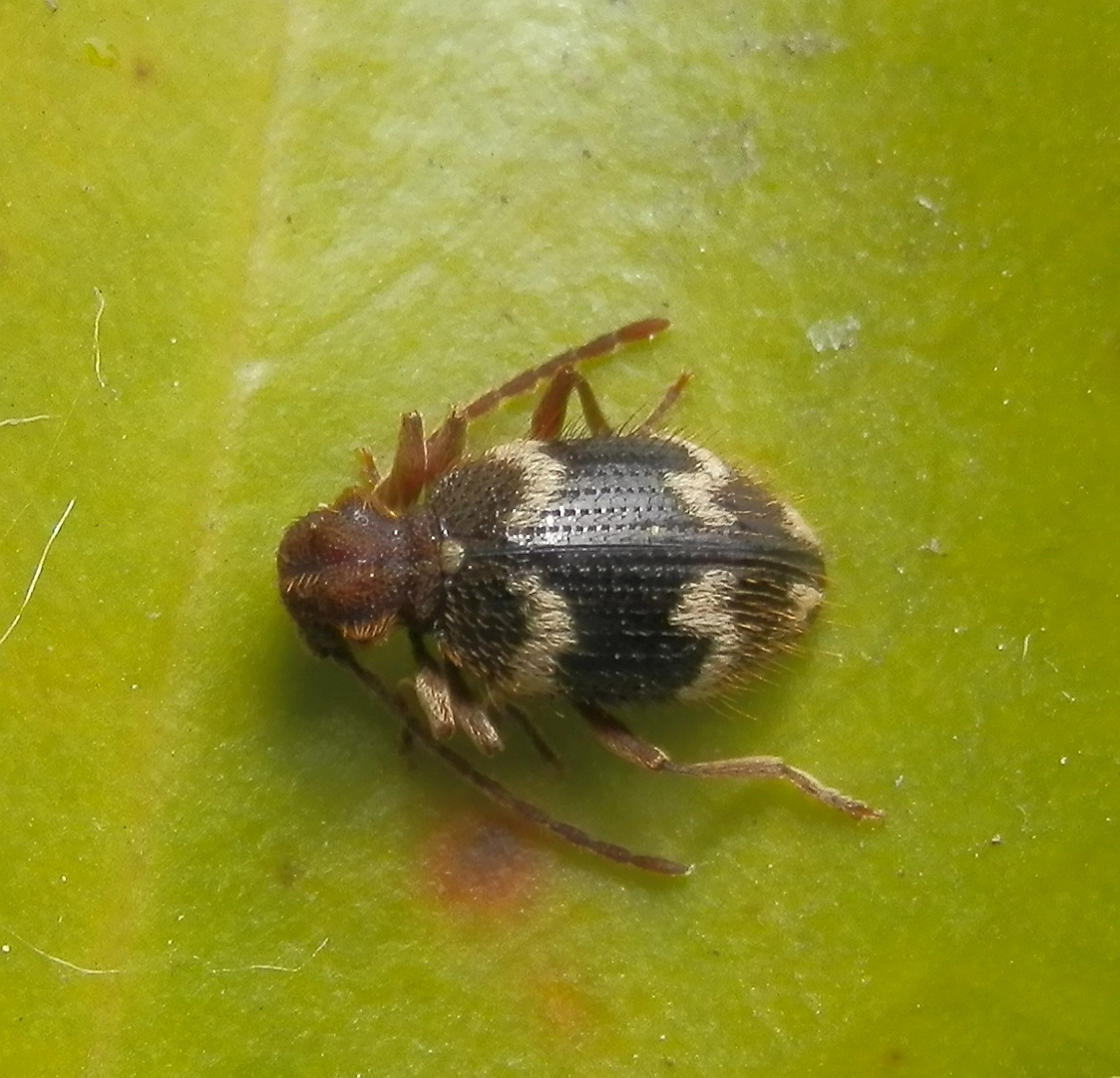 Rotbeiniger Diebskäfer (Ptinus rufipes) - 