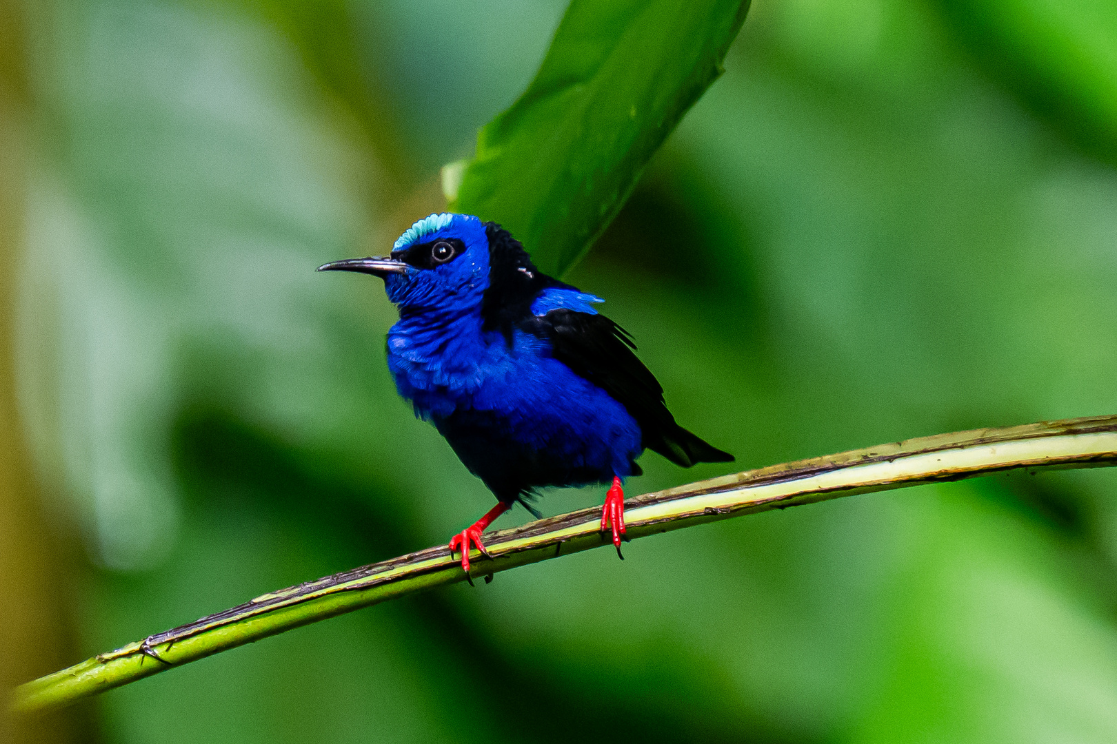 Rotbeiniger Honigkriechvogel