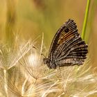 Rotbindiger Samtfalter (Arethusana arethusa)