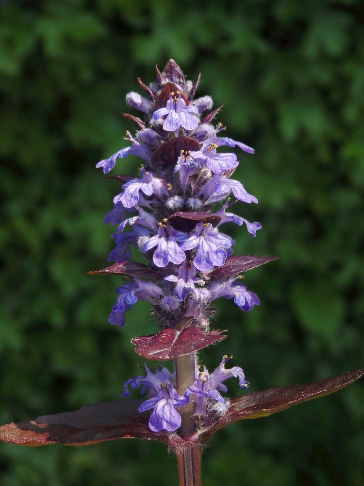 Rotblättriger kriechender Günsel (Ajuga reptans)