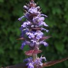 Rotblättriger kriechender Günsel (Ajuga reptans)