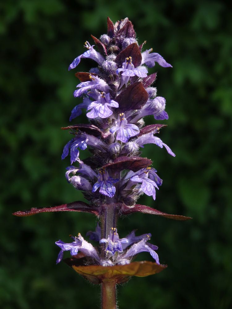 Rotblättriger kriechender Günsel (Ajuga reptans)