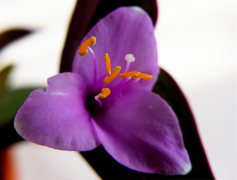 Rotblatt (Setcreasea purpura)