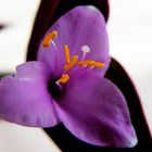 Rotblatt (Setcreasea purpura)