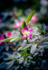 Rotblattrose (Rosa Glauca)