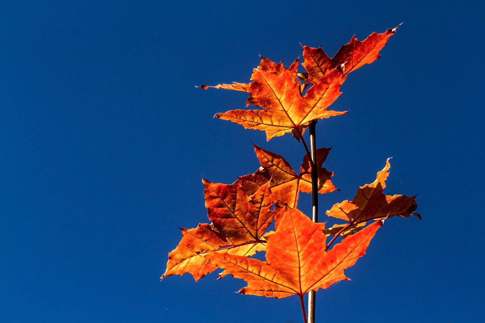 Rot/blau