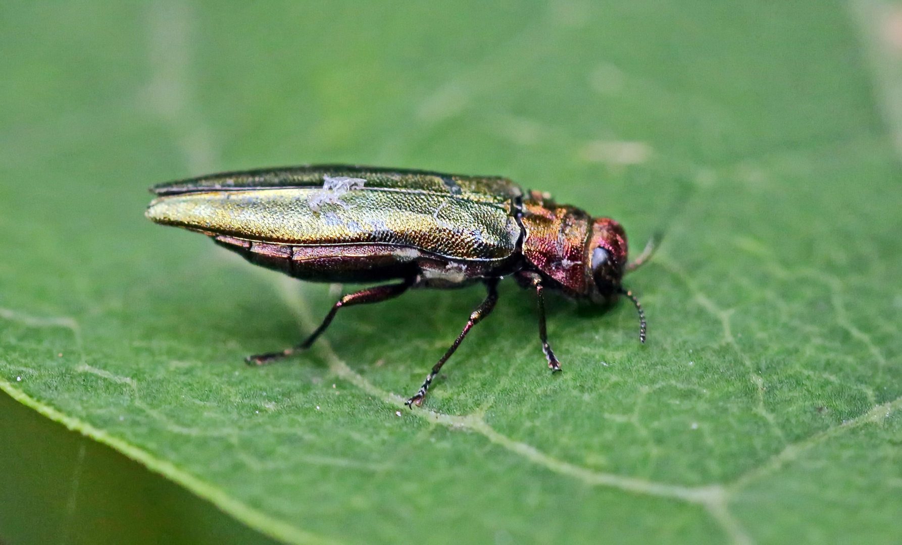 Rotblaue Pappel-Prachtkäfer (Agrilus pratensis)