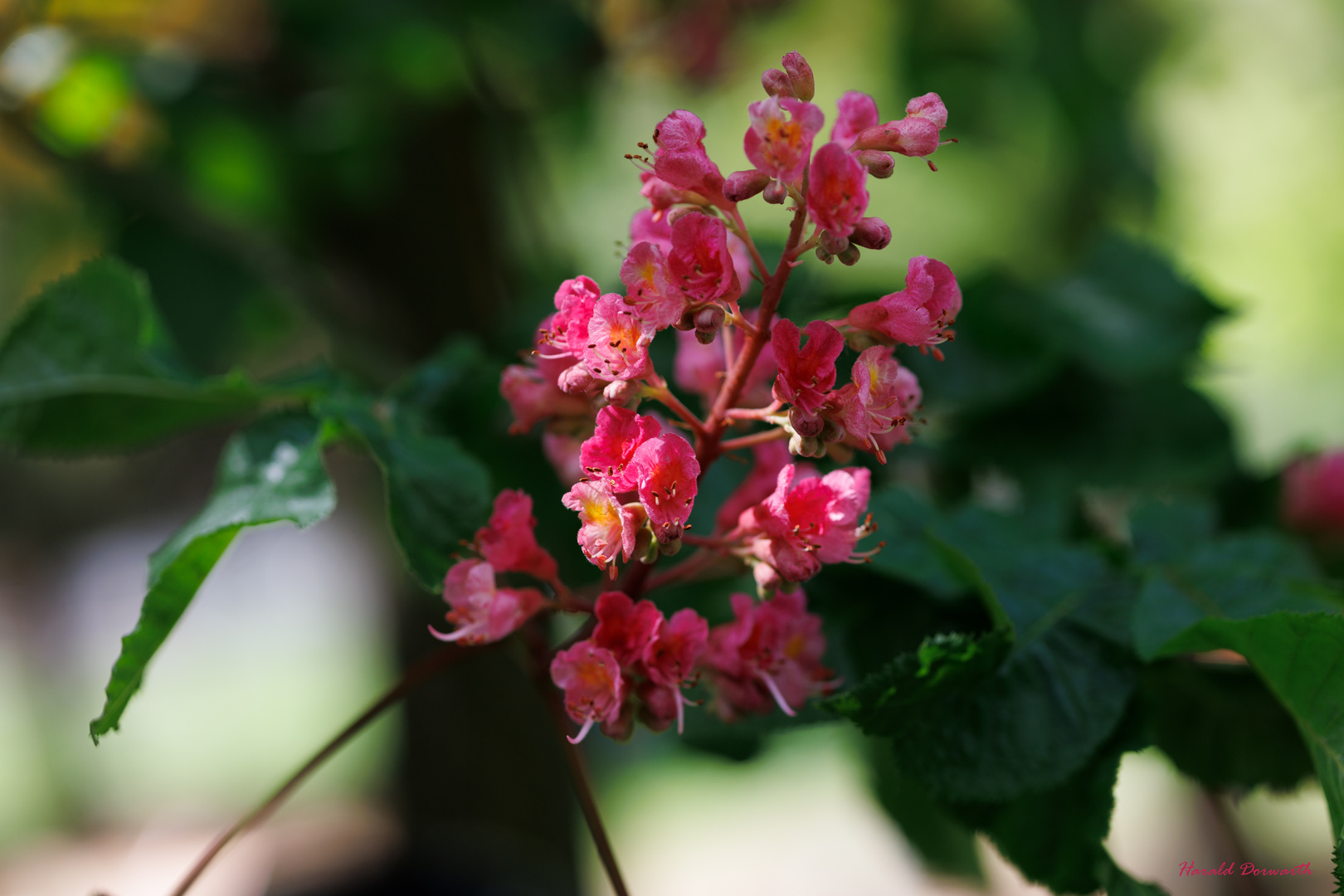 Rotblühende Kastanienblüte