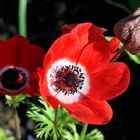 rotblühende Kronen Anemone (Anemone coronaria)