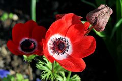 rotblühende Kronen Anemone (Anemone coronaria)