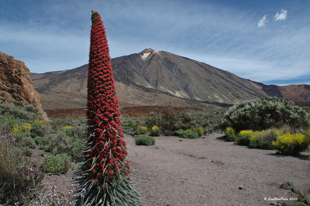 Rotblühender Natternkopf und der Teide